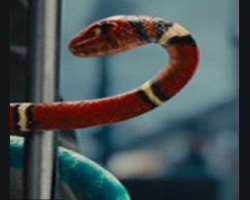 He had done various voice roles. The voice of George in the adventure film 